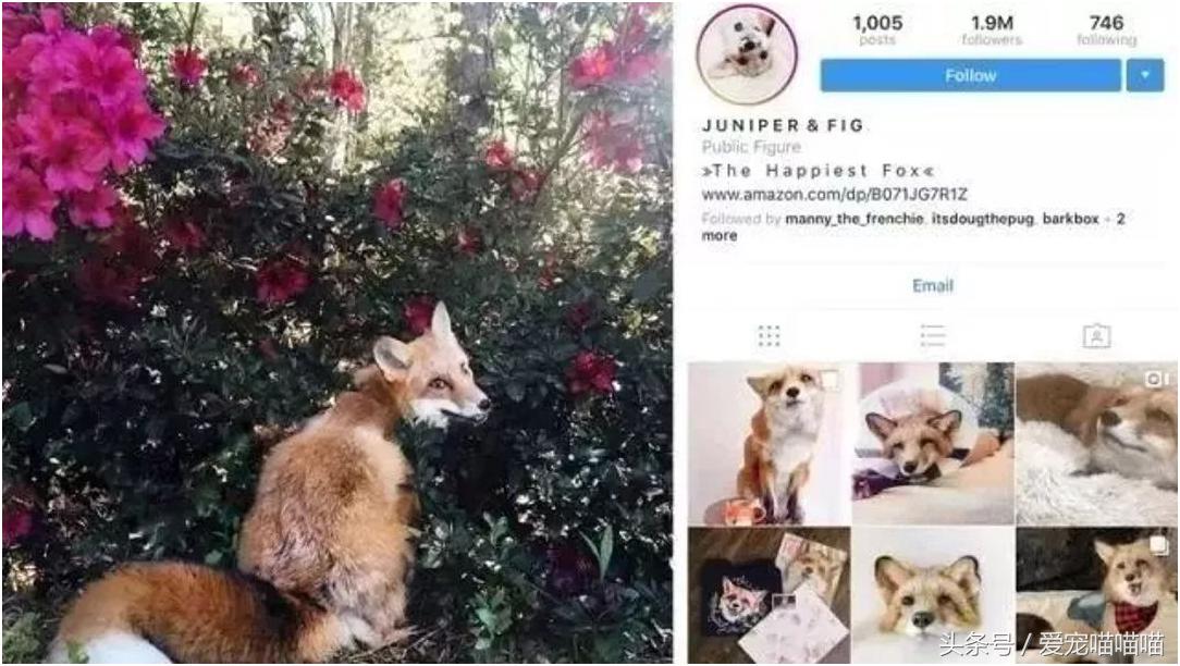 难到爆的网红宠物,喵喵酱宠物优品