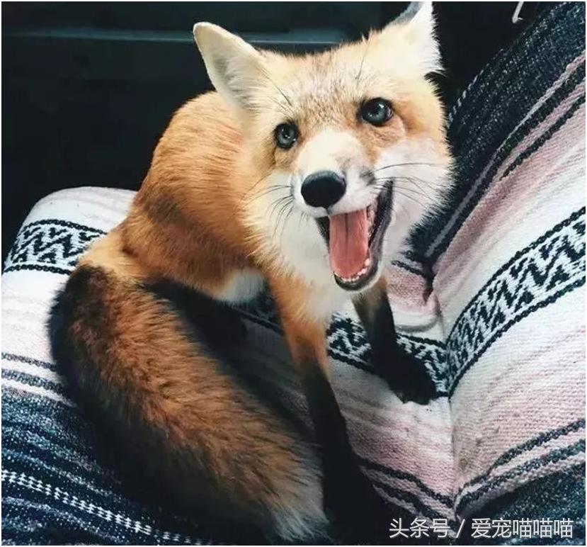 难到爆的网红宠物,喵喵酱宠物优品