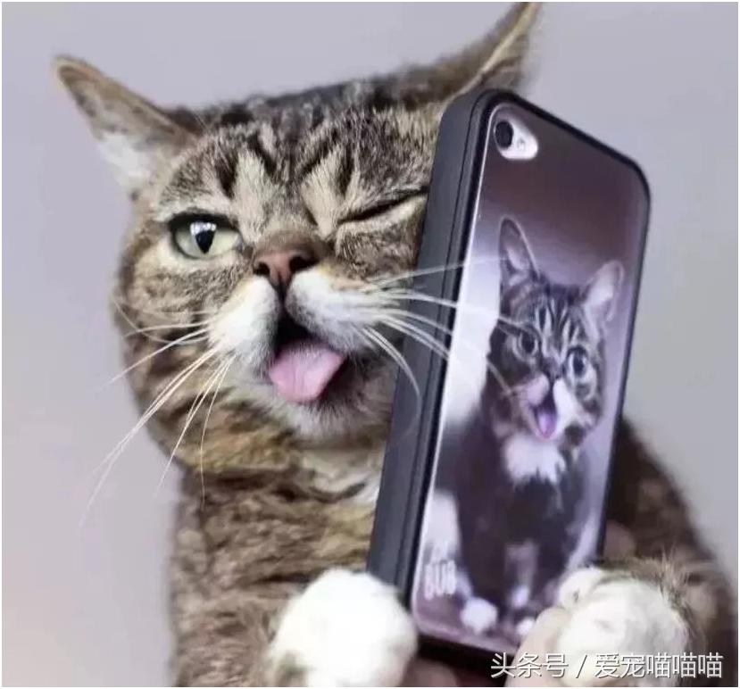 难到爆的网红宠物,喵喵酱宠物优品