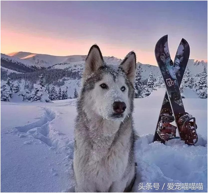 难到爆的网红宠物,喵喵酱宠物优品