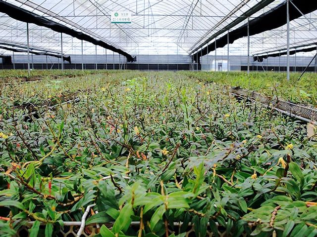 铁皮石斛做面膜能淡斑吗,用铁皮石斛粉做面膜的正确方法