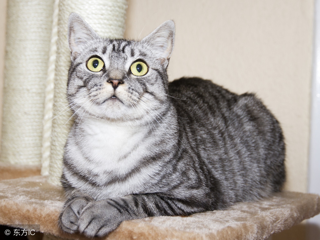 国外留学自己赚学费合法吗,出国留学是否构成非法请托