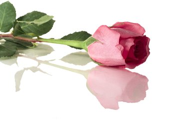 8朵玫瑰花代表什么花语呢,24枝红玫瑰的花语你知道吗