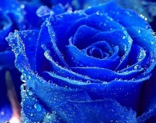 8朵玫瑰花代表什么花语呢,24枝红玫瑰的花语你知道吗