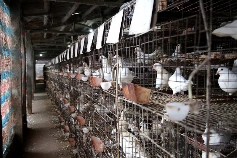 惠州市非法养殖,2019年惠州养殖场关停