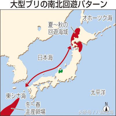 鰤鱼在哪里吃,日本寒鰤鱼做法