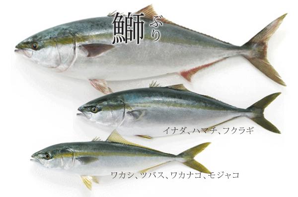 鰤鱼在哪里吃,日本寒鰤鱼做法