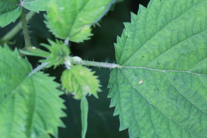 会蜇人的草有哪些,农村治疗蜇伤的一种草