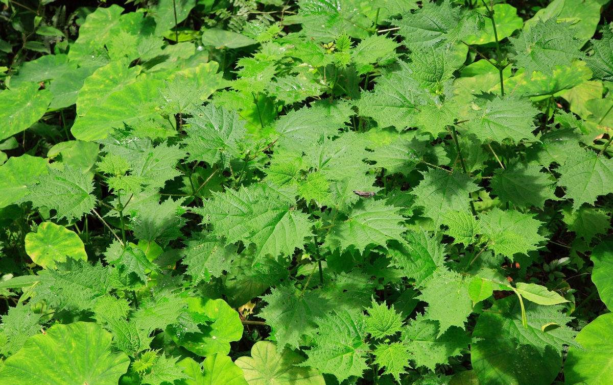 会蜇人的草有哪些,农村治疗蜇伤的一种草