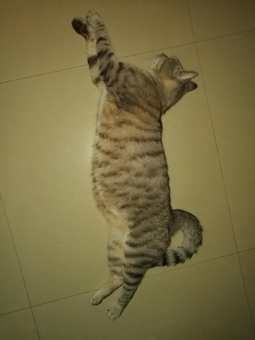 开饭啦营养餐怎么做,怎么自己动手做猫粮又健康又营养