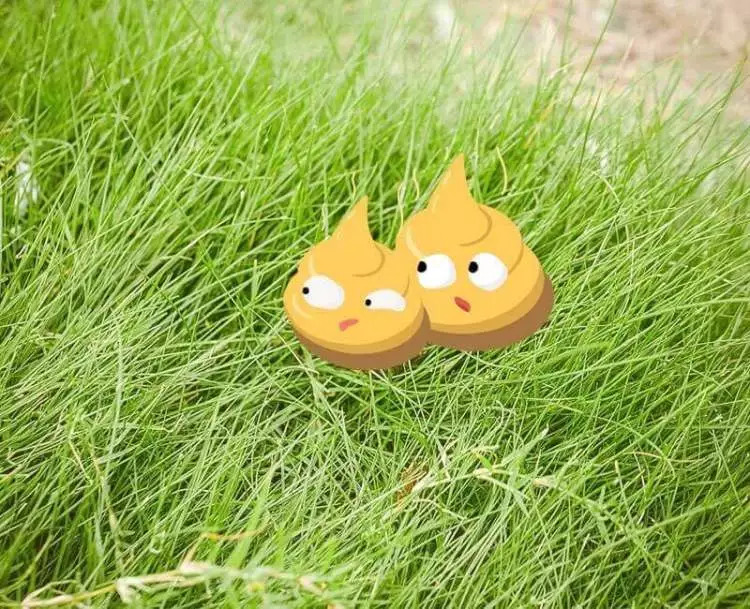 走狗屎运是真的要踩到狗屎吗,怎样才能有狗屎运