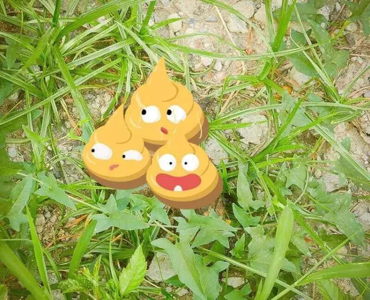 走狗屎运是真的要踩到狗屎吗,怎样才能有狗屎运