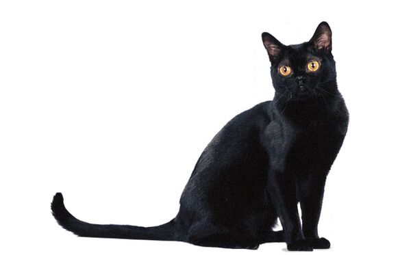 喵星人大图,喵星人大黄狗