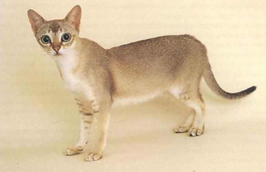 喵星人大图,喵星人大黄狗