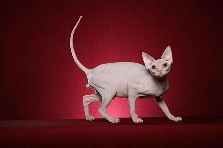 喵星人大图,喵星人大黄狗