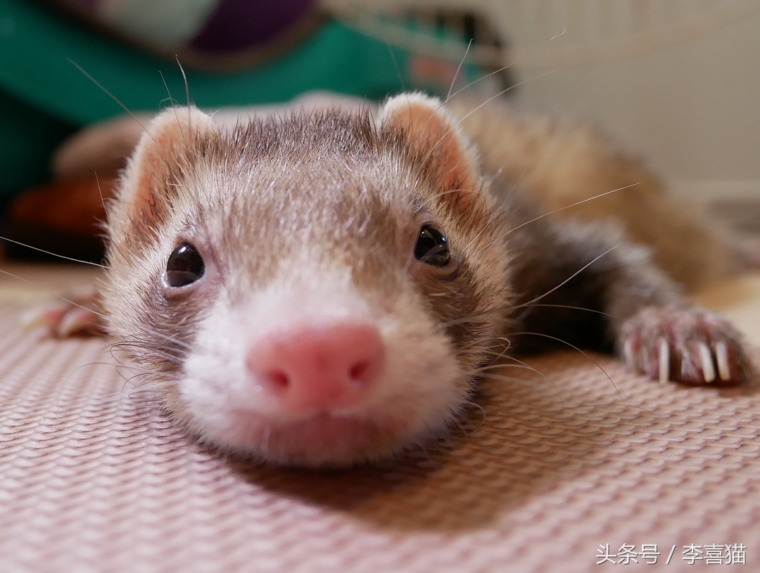 比液体猫还柔软灵活,宠物貂小小的身体中有无限的治愈能力