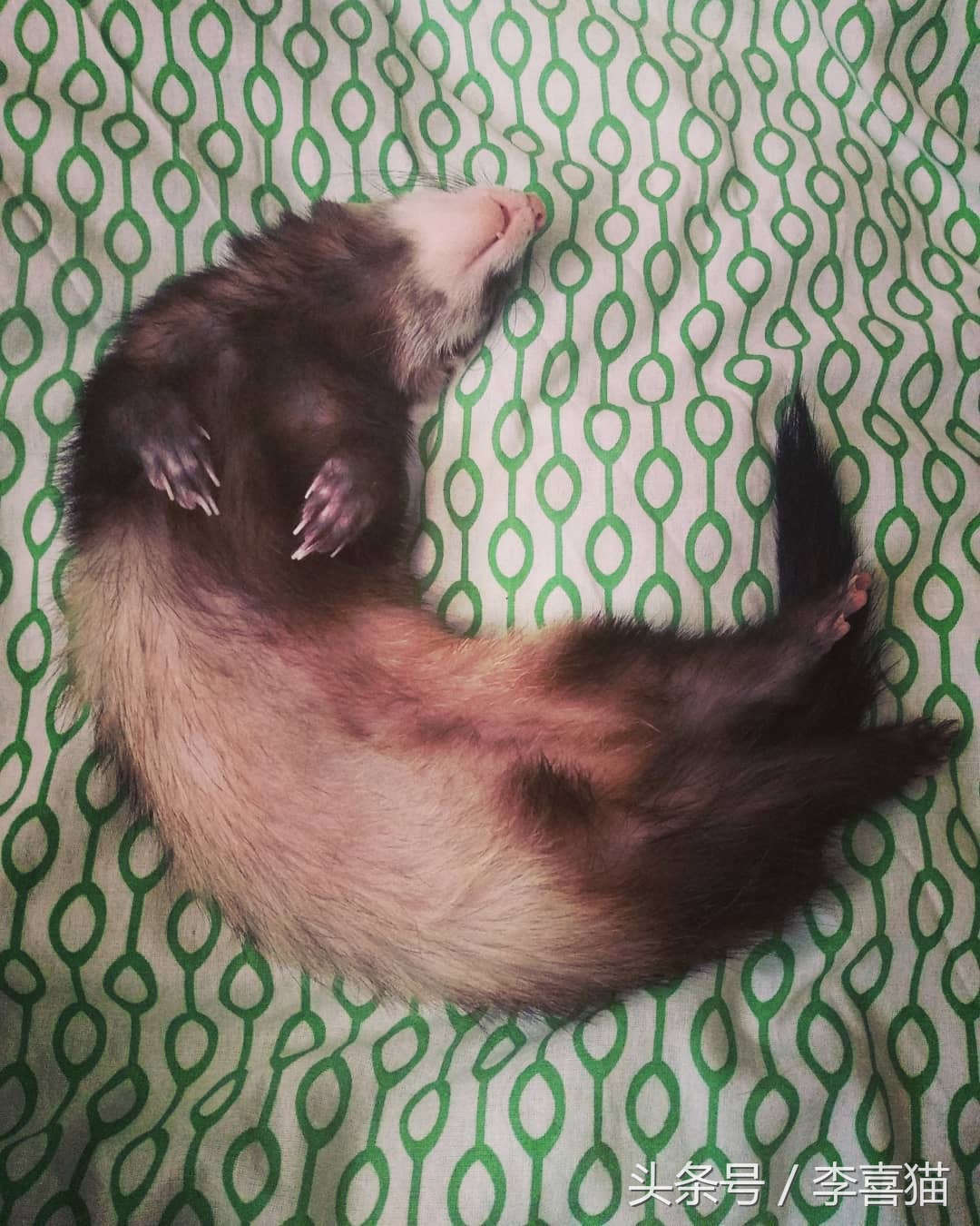 比液体猫还柔软灵活,宠物貂小小的身体中有无限的治愈能力