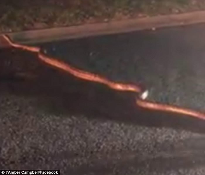 澳洲街头蟒蛇,5米巨蟒澳洲