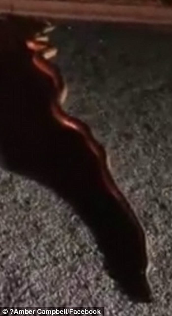 澳洲街头蟒蛇,5米巨蟒澳洲