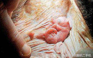 袋鼠的袋子里有什么原视频,袋鼠的袋子里面是什么