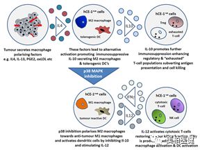 非特殊类型T细胞淋巴瘤,非霍奇金型t细胞淋巴瘤