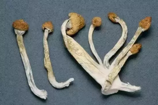 太可怕！做微商竟成毒贩！新型*品毒**“蓝精灵”出现，女孩小心了！