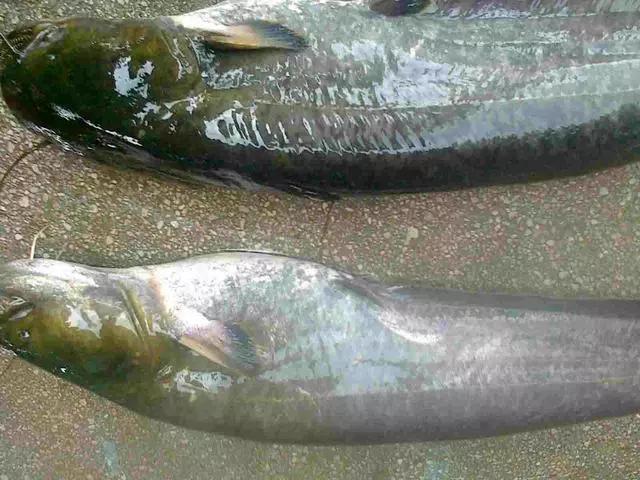 钓鲶鱼和黄辣丁的极品饵,野钓黄辣丁和黑鱼用什么饵料