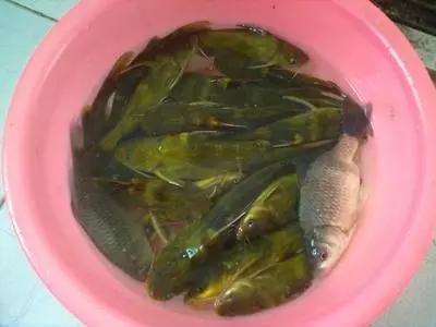 钓鲶鱼和黄辣丁的极品饵,野钓黄辣丁和黑鱼用什么饵料