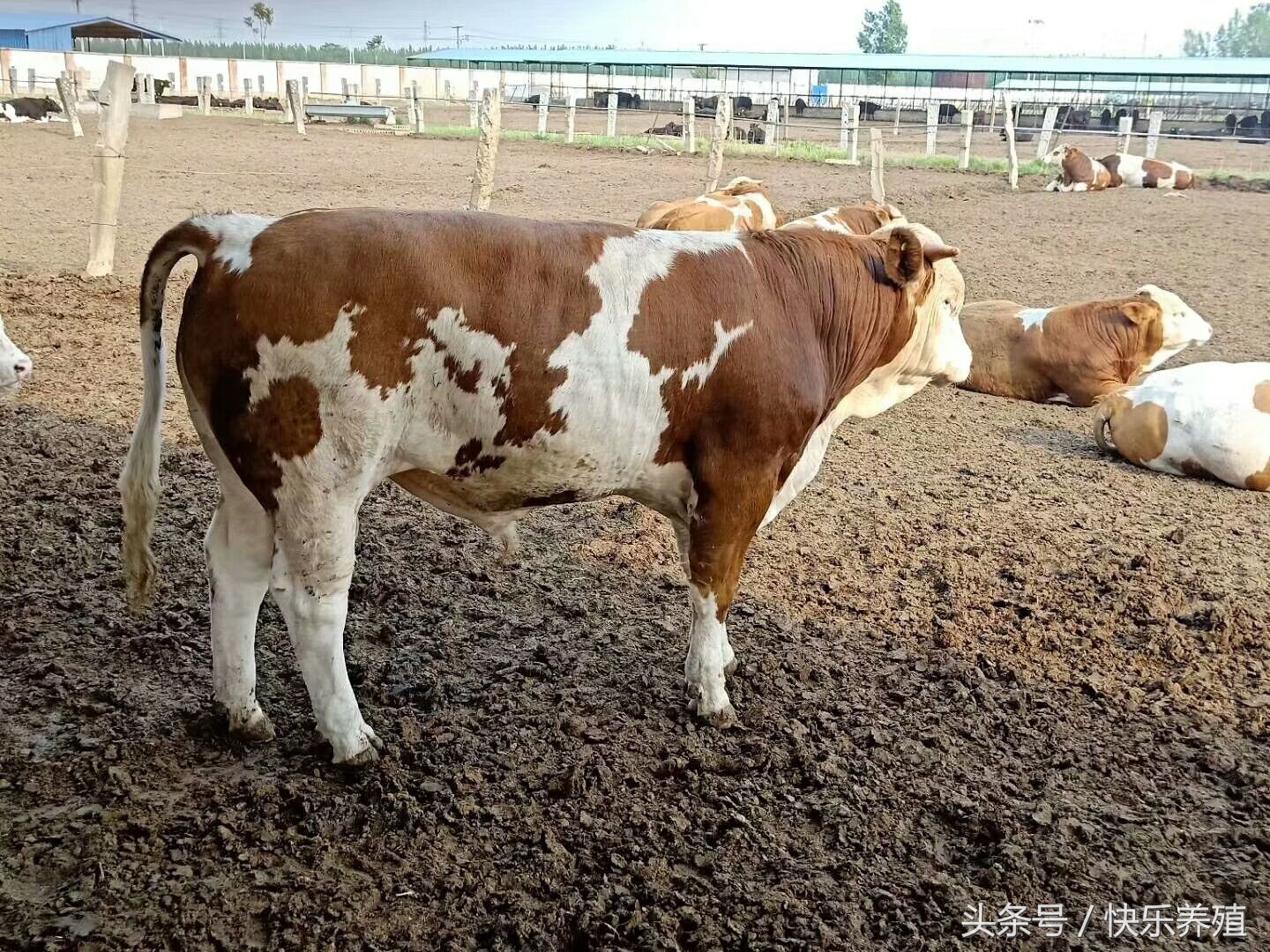 养牛焦虫病,牛焦虫病有什么症状