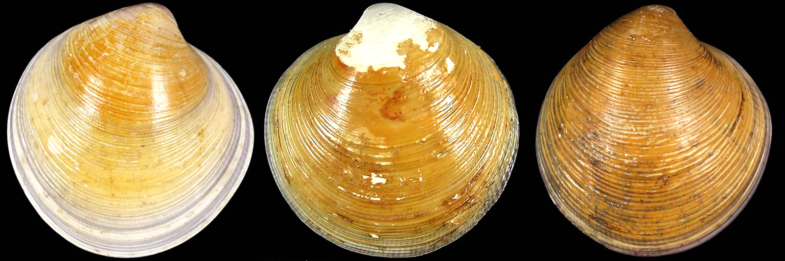 蛏子贝壳类海鲜,贝类海鲜有哪些毛蚶