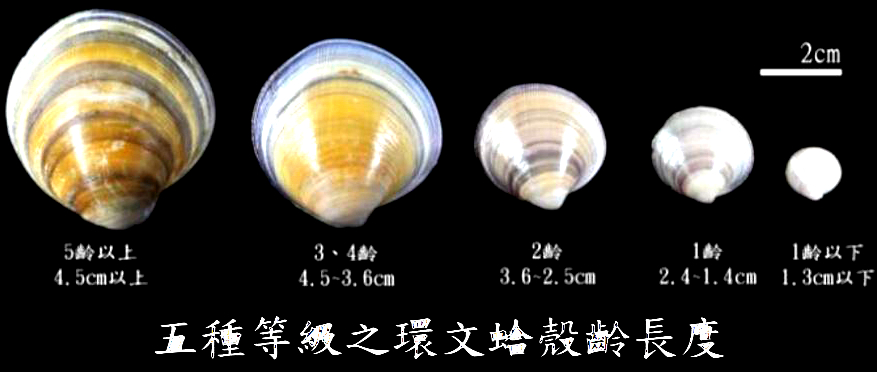 蛏子贝壳类海鲜,贝类海鲜有哪些毛蚶