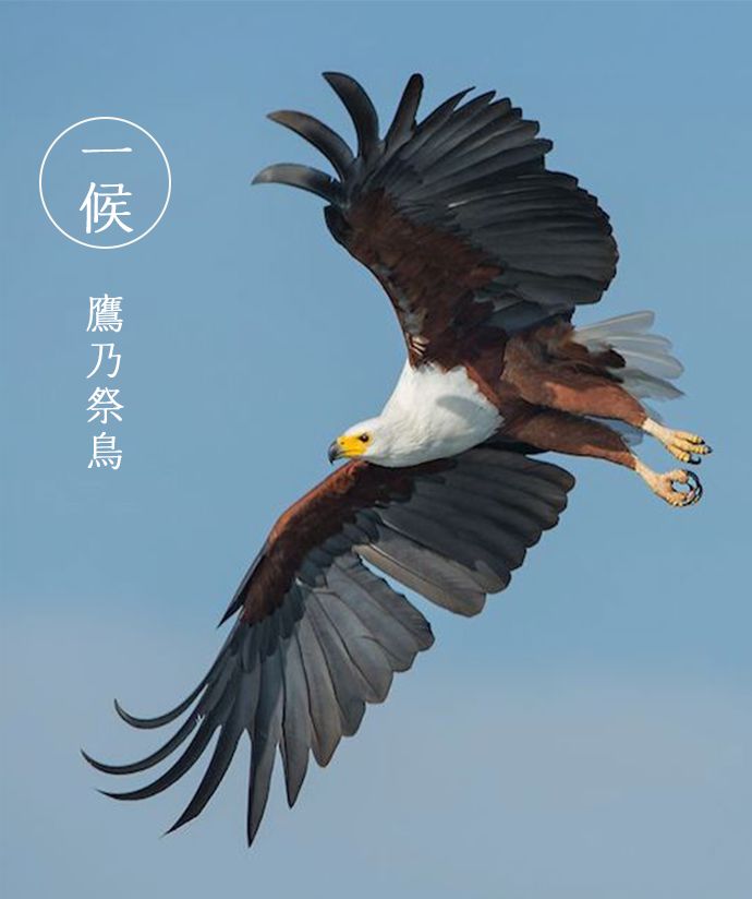 处暑节气绘画,处暑不出头割谷喂老牛什么意思