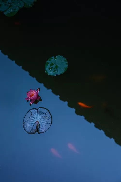 处暑节气绘画,处暑不出头割谷喂老牛什么意思