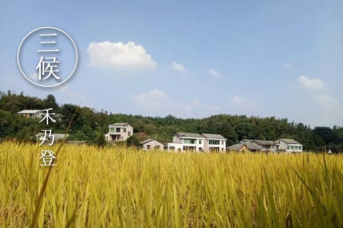 处暑节气绘画,处暑不出头割谷喂老牛什么意思