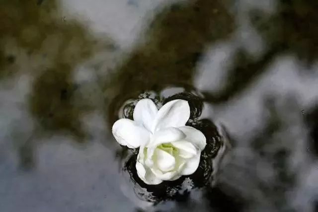 处暑节气绘画,处暑不出头割谷喂老牛什么意思