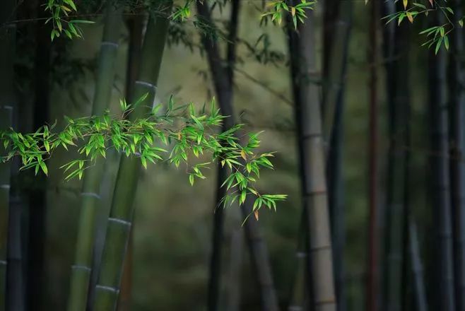 处暑节气绘画,处暑不出头割谷喂老牛什么意思