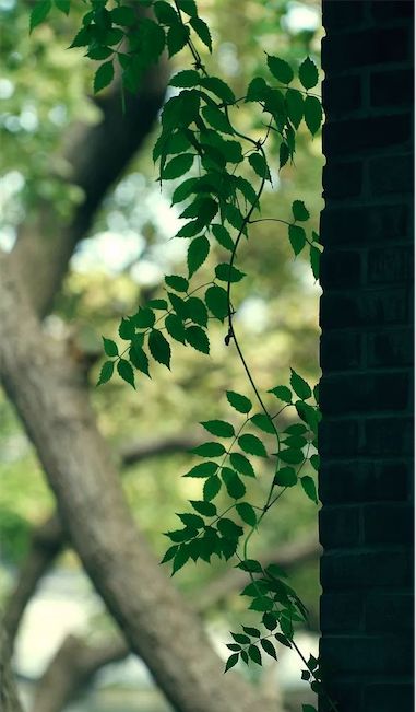 处暑节气绘画,处暑不出头割谷喂老牛什么意思