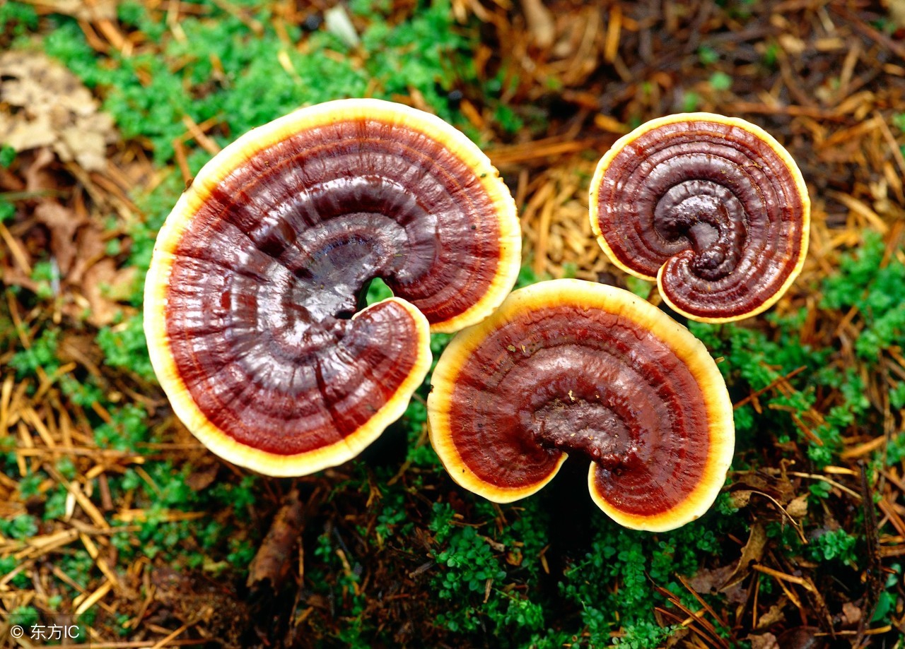 扒一扒张大奕那些事,扒一扒赵丽颖容貌变化