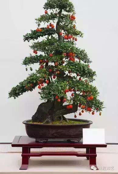 阳台养护金弹子盆景达人,金弹子盆景养护与管理