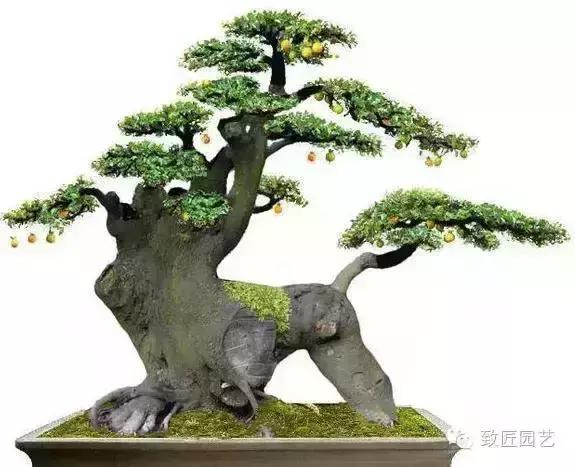 阳台养护金弹子盆景达人,金弹子盆景养护与管理