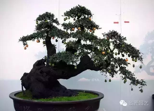 阳台养护金弹子盆景达人,金弹子盆景养护与管理