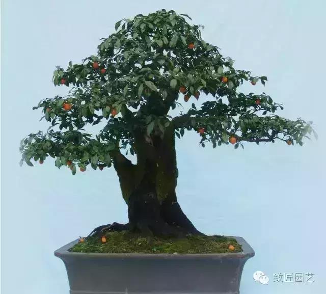 阳台养护金弹子盆景达人,金弹子盆景养护与管理