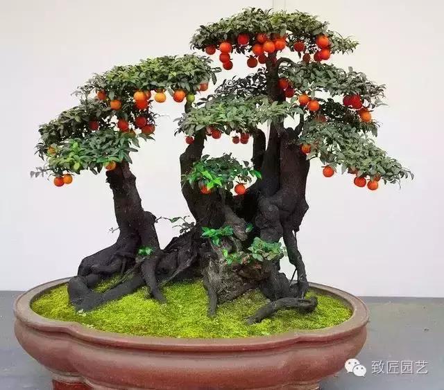 阳台养护金弹子盆景达人,金弹子盆景养护与管理