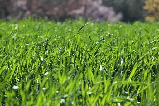 佛家是杂货铺道家是药铺,儒家是粮店道家是药店的理解