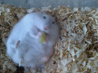 仓鼠食粮养鼠日常分享,仓鼠饲养攻略小猫