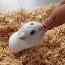 仓鼠食粮养鼠日常分享,仓鼠饲养攻略小猫