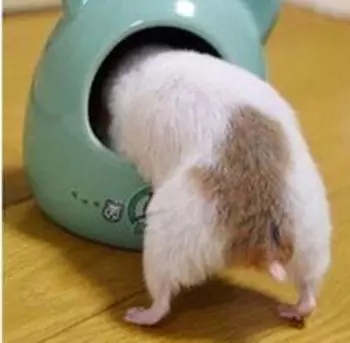 仓鼠食粮养鼠日常分享,仓鼠饲养攻略小猫