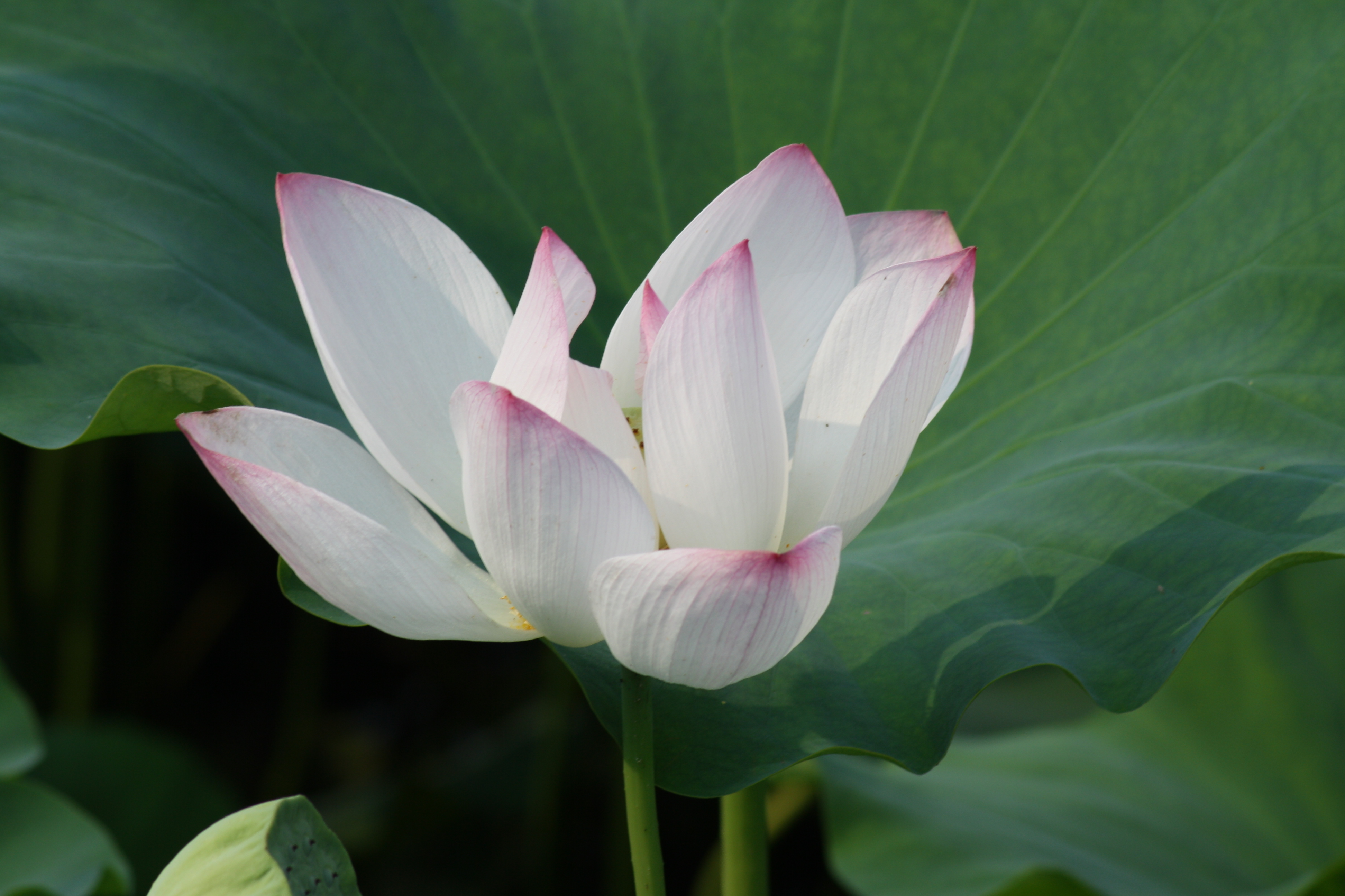 面试官问没有费用怎么销售产品,面试官问怎么推销自己