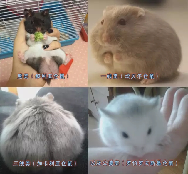 仓鼠食粮养鼠日常分享,仓鼠饲养攻略小猫