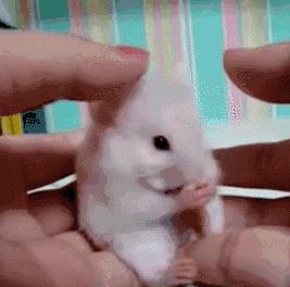 仓鼠食粮养鼠日常分享,仓鼠饲养攻略小猫